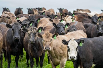 herd of Stud beef cows and bulls grazing on green grass in Australia, breeds include speckled park, murray grey, angus and brangus. - obrazy, fototapety, plakaty