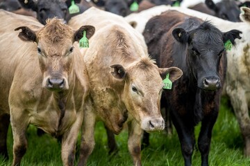 herd of Stud beef cows and bulls grazing on green grass in Australia, breeds include speckled park,...