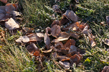 Frost-Covered Leaves on Grass