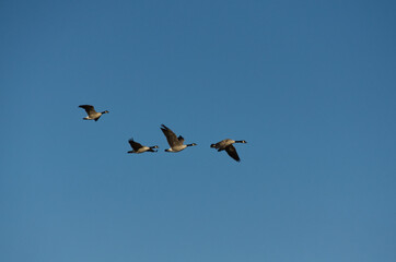 A Flock of Canadian Geese in the Blue Sky