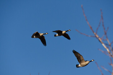 A Flock of Cackling Geese in the Sky