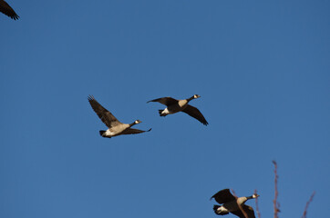 A Flock of Cackling Geese in the Sky