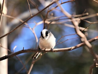 小枝に止まるエナガ鳥