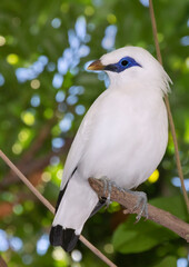 The bali mynah, stocky myna (Leucopsar rothschildi) perched on a tree