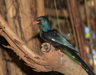 Green wood hoopoe   perched on a tree branch