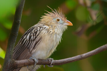  Guira Cuckoo (Guira guira) closeup
