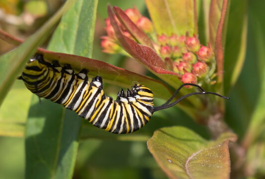 Monarch Battefly Catterpillar Eating Milkweed Leaf