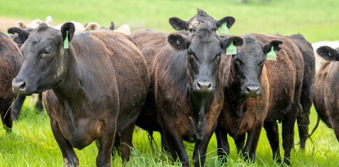 herd of Stud beef cows and bulls grazing on green grass in Australia, breeds include speckled park,...