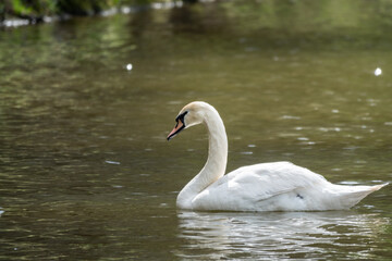 Fototapeta premium A graceful white swan swimming on a lake with dark green water. The white swan is reflected in the water