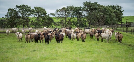 herd of Stud beef cows and bulls grazing on green grass in Australia, breeds include speckled park,...