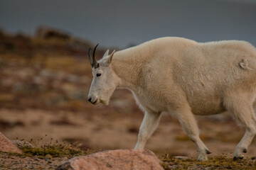 Mountain goat in a meadow