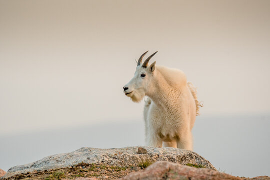 Mountain goat stares off into the distance on a mountain top