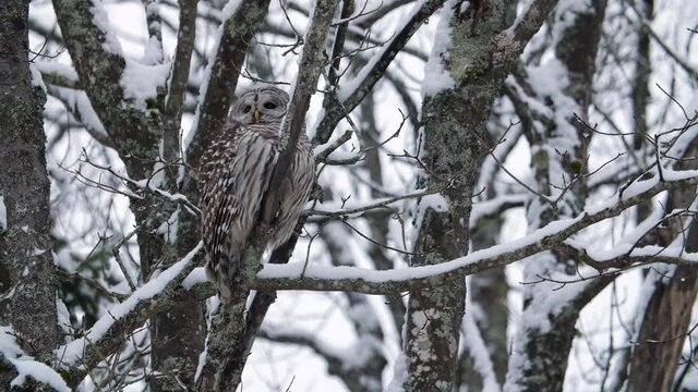 Barred Owl sits on snow covered branch. Winter forest in Ontario, Canada.