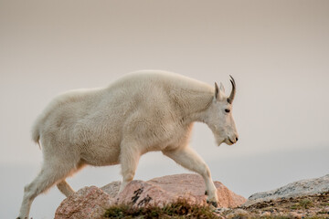 A mountain goat crosses a rocky hill top