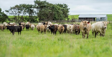 herd of Stud beef cows and bulls grazing on green grass in Australia, breeds include speckled park,...