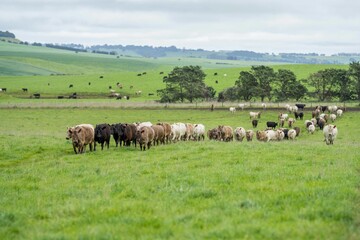 herd of Stud beef cows and bulls grazing on green grass in Australia, breeds include speckled park,...