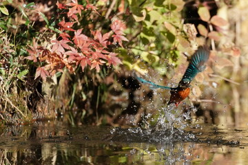 Obraz na płótnie Canvas kingfisher in the forest