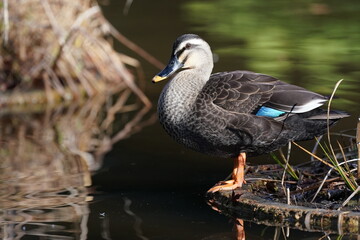 eurasian spot billed duck in the pond