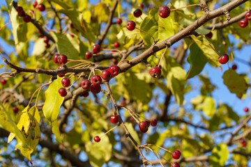 Branches of a wild apple tree with fruits on a blue sky background