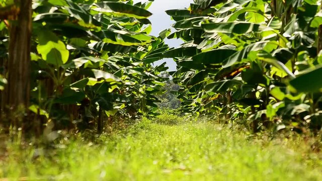 Full HD footage from inside a commercial banana plantation on a sunny afternoon. Green forest in background in focus with blurry palm fronds waving in the wind.