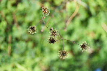Hairy beggar ticks achene. Asteraceae annual weed.