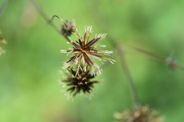 Hairy beggar ticks achene. Asteraceae annual weed.