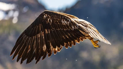  Beautiful bald eagle flying with wings fully spanned out, large feet and talons showing.  © Scalia Media