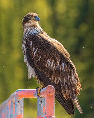 Young, brown bald eagle in nature environment, perched on a fence with green, nature blurred background. 