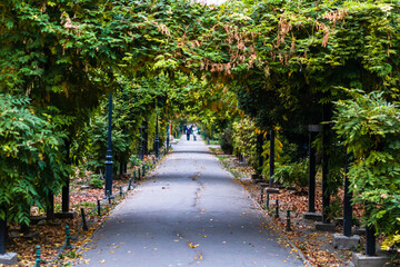 Natural view of a beautiful alley in Cismigiu park with dense trees in Bucharest, Romania