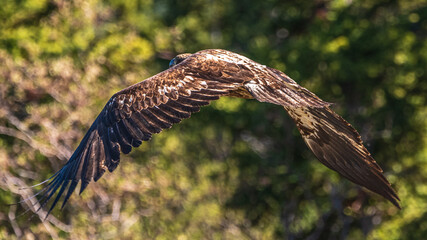 Wild bald eagle seen in northern Canada during summer time with isolated, green blurred background.