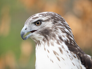Close Up of Head and Shoulders of a Sharp-Shinned Hawk with White and Brown Feathers