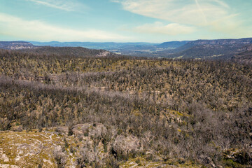Drone aerial photograph of forest regeneration after bushfires in regional Australia