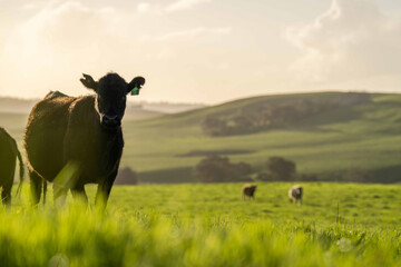 Angus, wagyu and murray grey beef bulls and cows, being grass fed on a hill in Australia.
