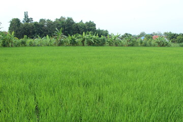 rice field