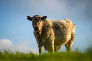 Stud Angus, wagyu, speckle park, Murray grey, Dairy and beef Cows and Bulls grazing on grass and...