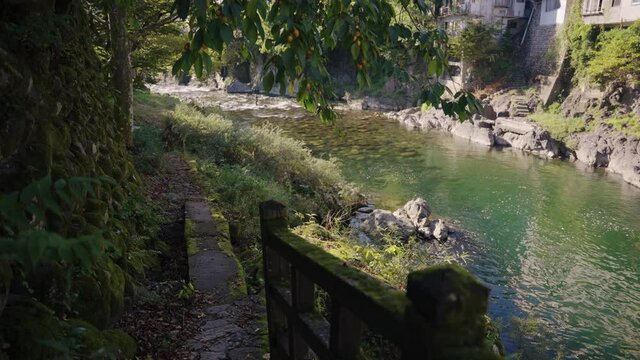 Yoshida River, Persimmon Trees and Mossy Path in Gujo Hachiman City, Japan