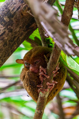 Phillipine Tarsier (tarsius syrichta), a small primate native to Bohol island, Philippines.  Nature and travel.