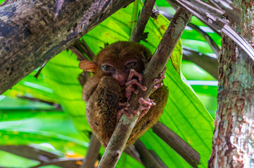 Phillipine Tarsier (tarsius syrichta), a small primate native to Bohol island, Philippines.  Nature and travel.
