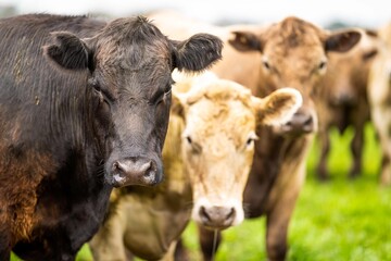 Stud Angus, wagyu, speckle park, Murray grey, Dairy and beef Cows and Bulls grazing on grass and...