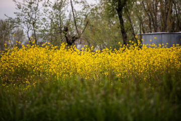 Obraz premium field of yellow flowers