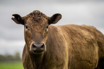 Close up of beef cows and calves grazing on grass in Australia, on a farming ranch. Cattle eating...
