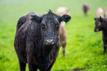 Cows in a field, grazing on pasture, in Australia