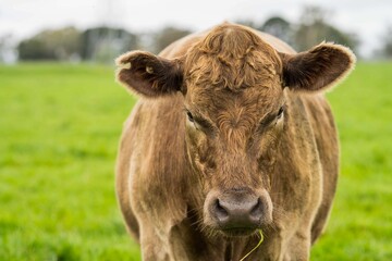 Close up of Stud Beef bulls and cows grazing on grass in a field, in Australia. eating hay and...