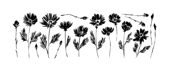 Spring small flowers hand drawn vector set. Black and white silhouette botanical illustration. Ink drawing wild plants, herbs or flowers. Chamomile, daisy, aster, chrysanthemum isolated cliparts. - obrazy, fototapety, plakaty