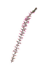 Sprig of heather with beautiful flowers isolated on white