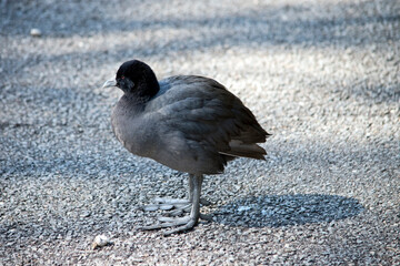 the eurasian coot is a black water bird