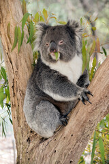 the koala is a grey and white marsupial which lives in trees