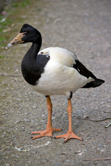 the magpie goose is looking for food