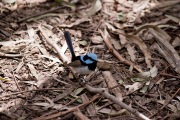 this is a male fairy wren looking for food