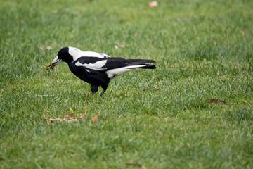 this is a side view of a magpie eating